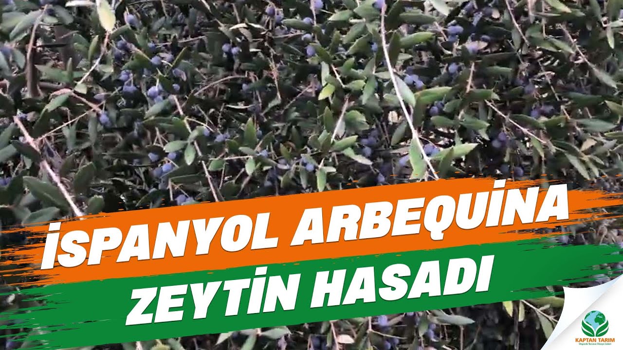 İspanyol Arbequina Zeytin Hasadı