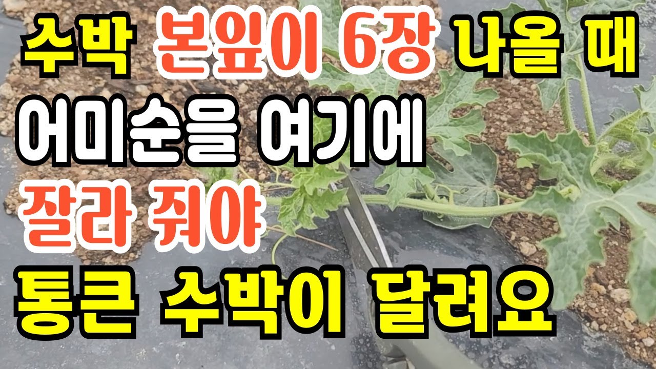 노지수박 원줄기 적심 타이밍은 이걸 보고 판단 수박어미순 잘라주는 이유 수박순지르기방법 수박순치기방법 수박곁순제거