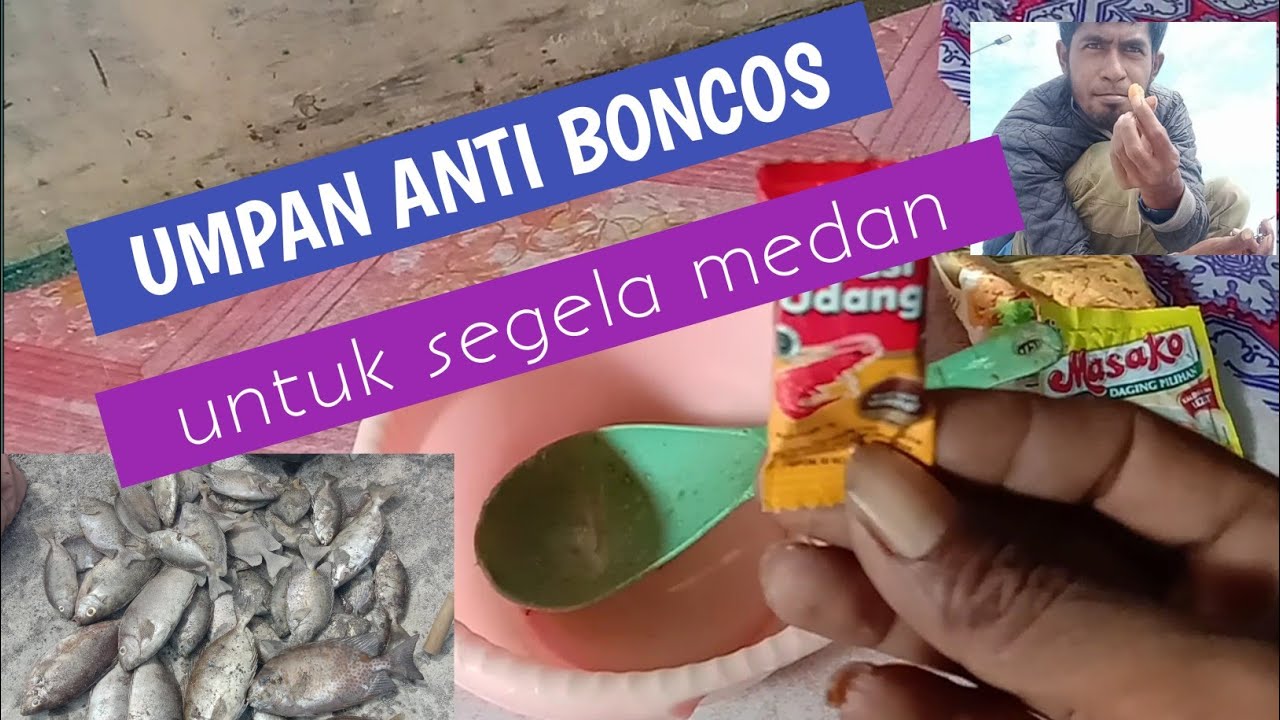 Umpan baronang turun temurun || umpan paling jitu sedunia || rabbit fish bait