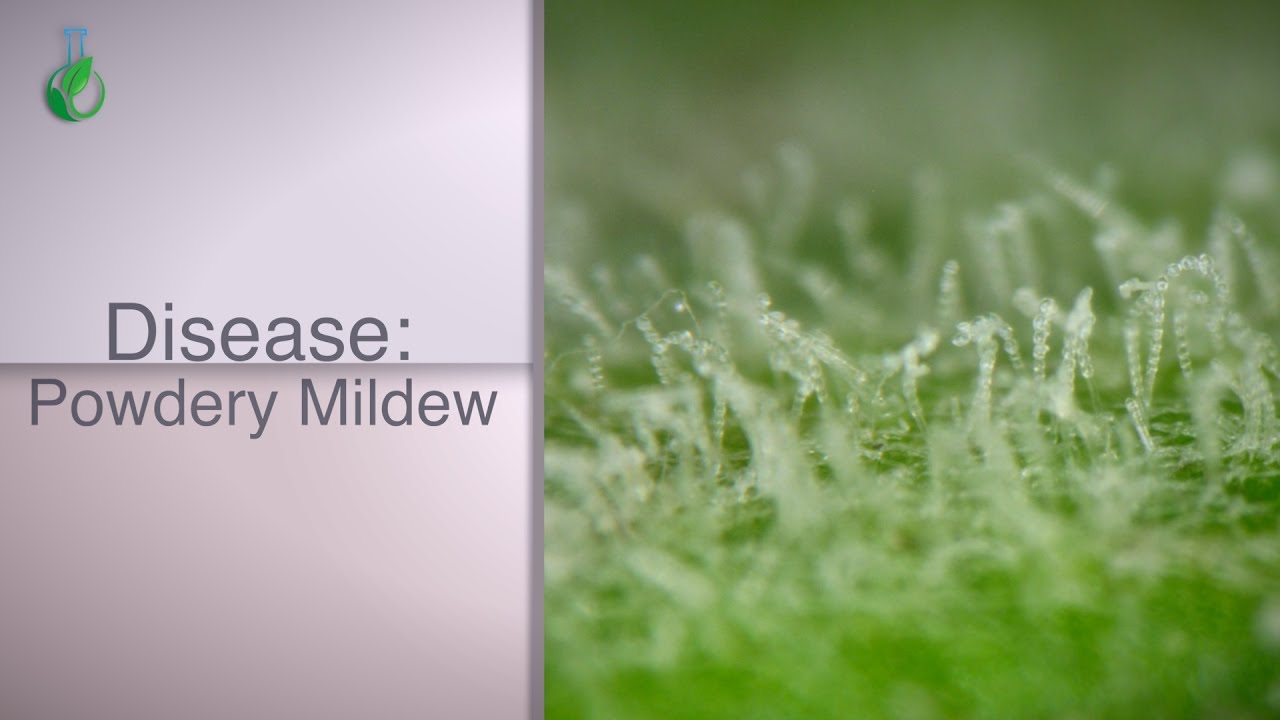 Powdery Mildew in Iceberg Lettuce