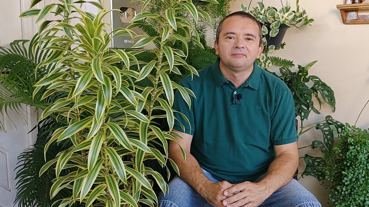 Pleomele (Dracena reflexa) como podar e fazer mudas + dicas de cultivo