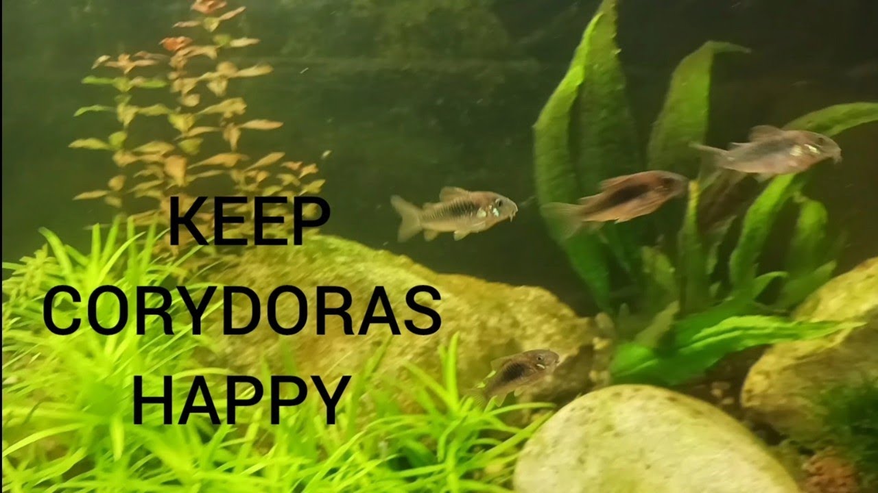 Three things corydoras need that will stop them surfing the glass