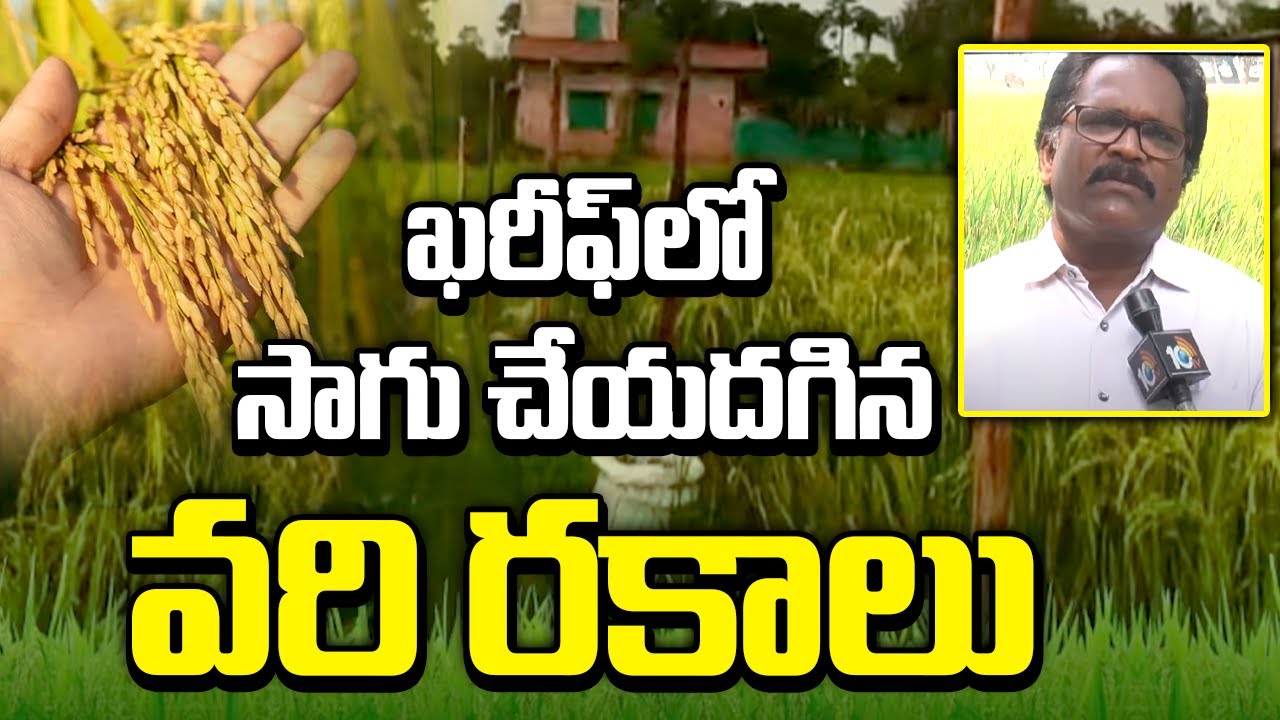 Paddy Varieties for Kharif Season | ఖరీఫ్‍లో సాగు చేయదగిన వరి రకాలు | Matti Manishi | 10TV News
