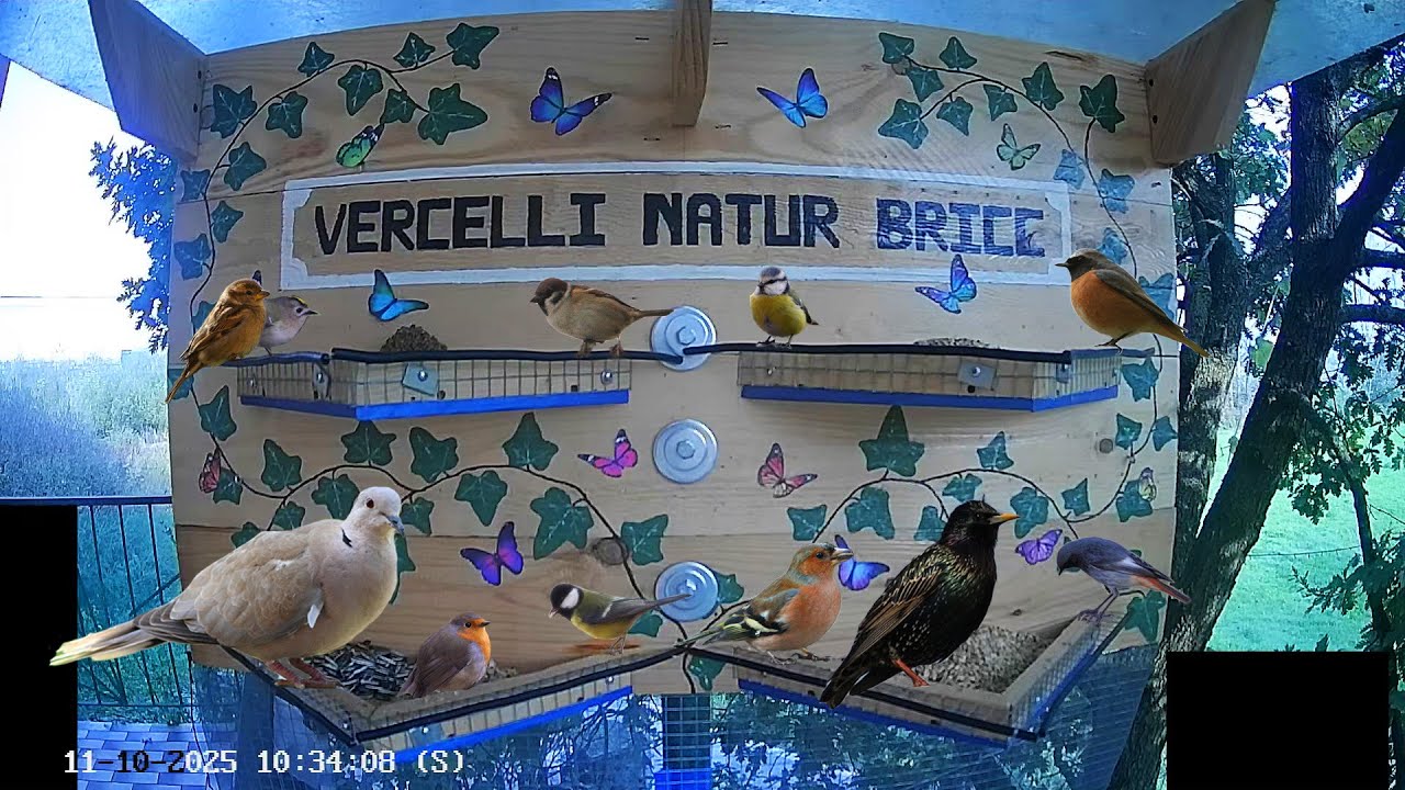 birdfeeder cam live, i fringuelli si faranno vedere? #birds #birdfeeder #birdwatching