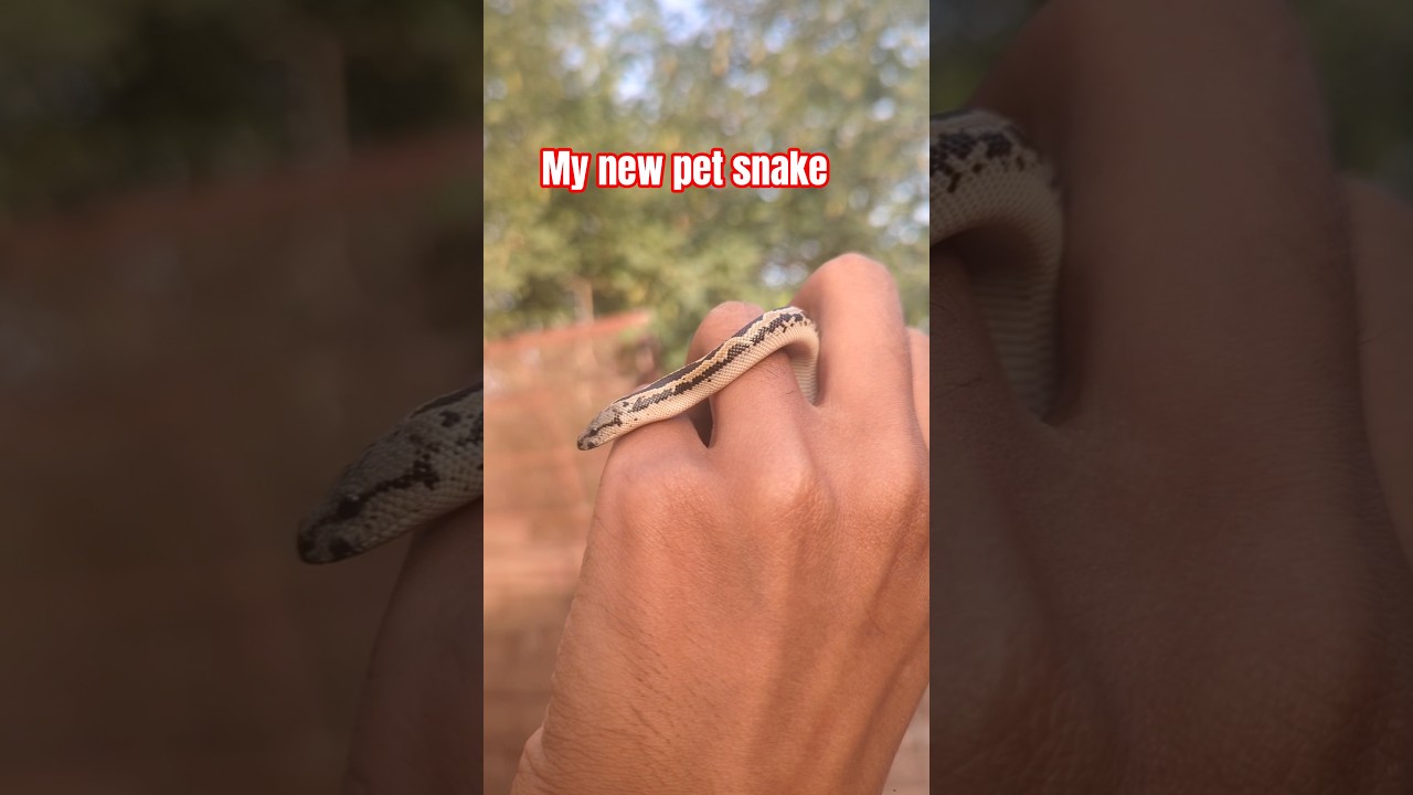 bought a baby pet snake #pets #reptiles, #birds #sandboa #roughscaledsandboa