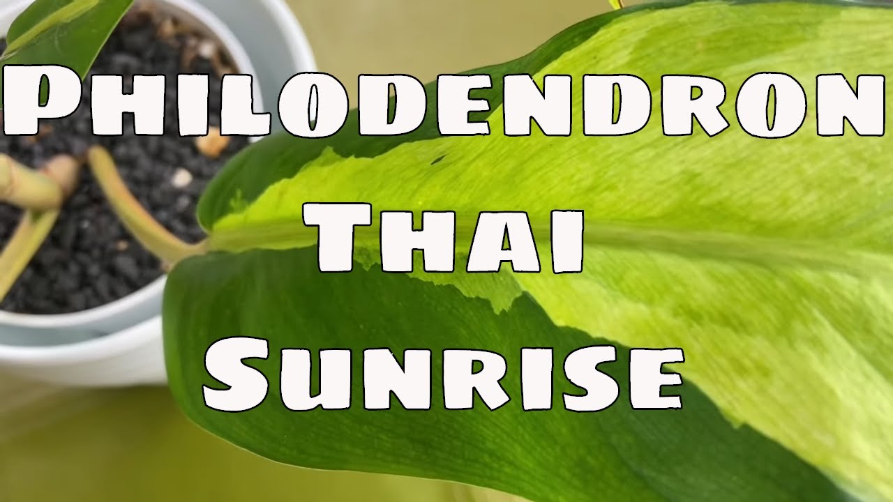 All About Philodendron Thai Sunrise Care & Where to Buy Wishlist Plant?  Beginner Friendly Plant