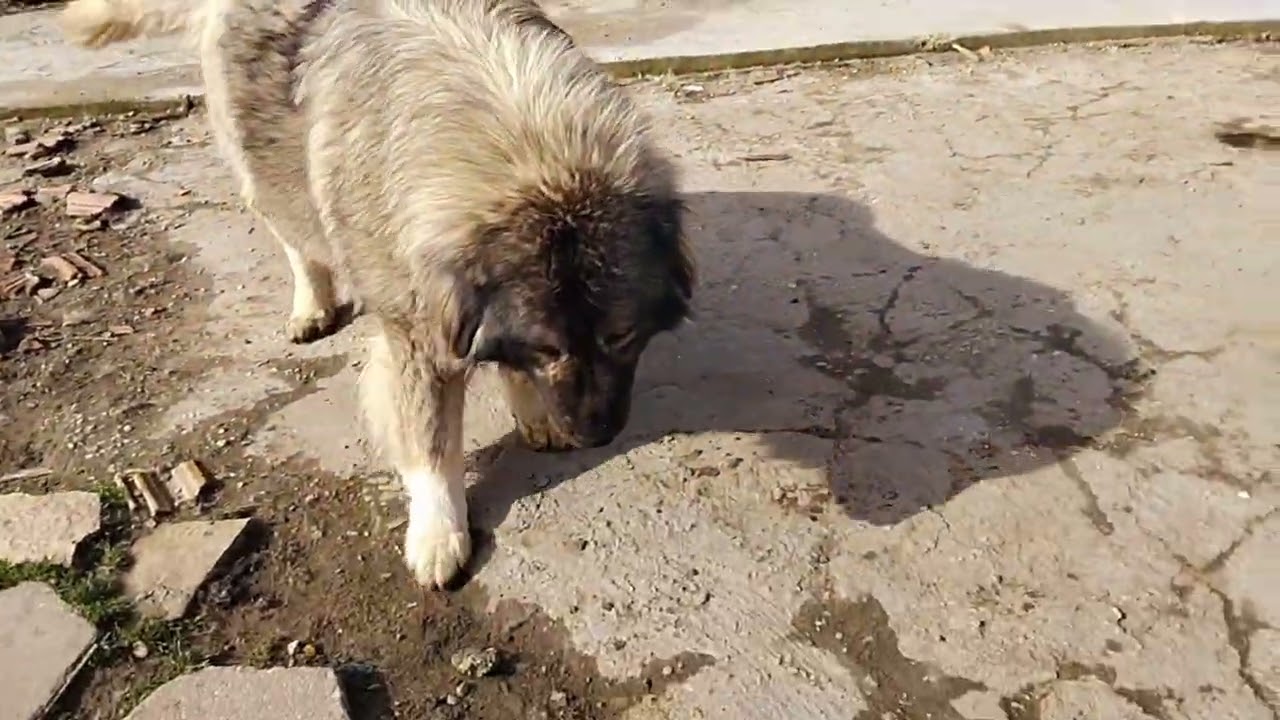Hanfendimizin # son 3/4 günü kaldı # Anne olmasına # kavkaz çoban köpekleri#