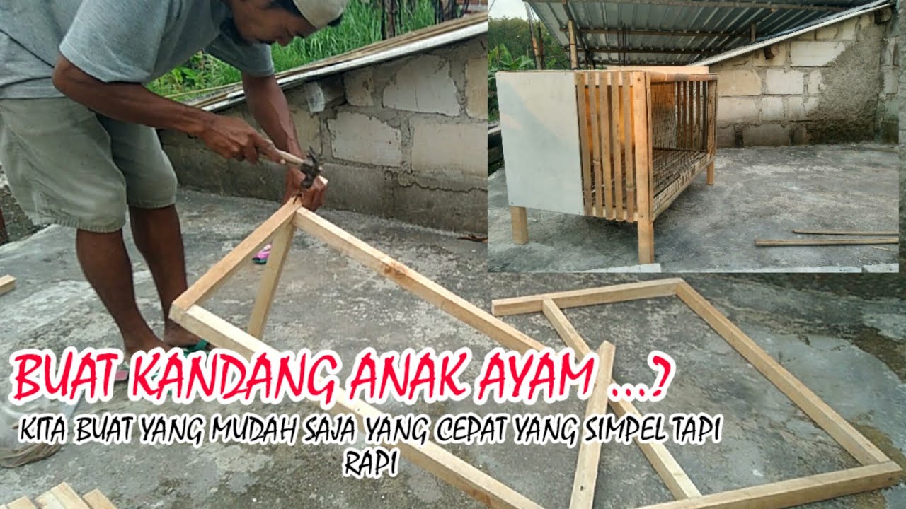 MEMBUAT KANDANG ANAK AYAM DENGAN BIAYA KURANG DARI 15 USD