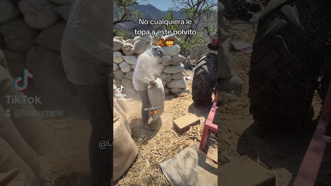 Como coser los costales de rastrojo, pastura para el ganado #rastrojo #ganado #vacas