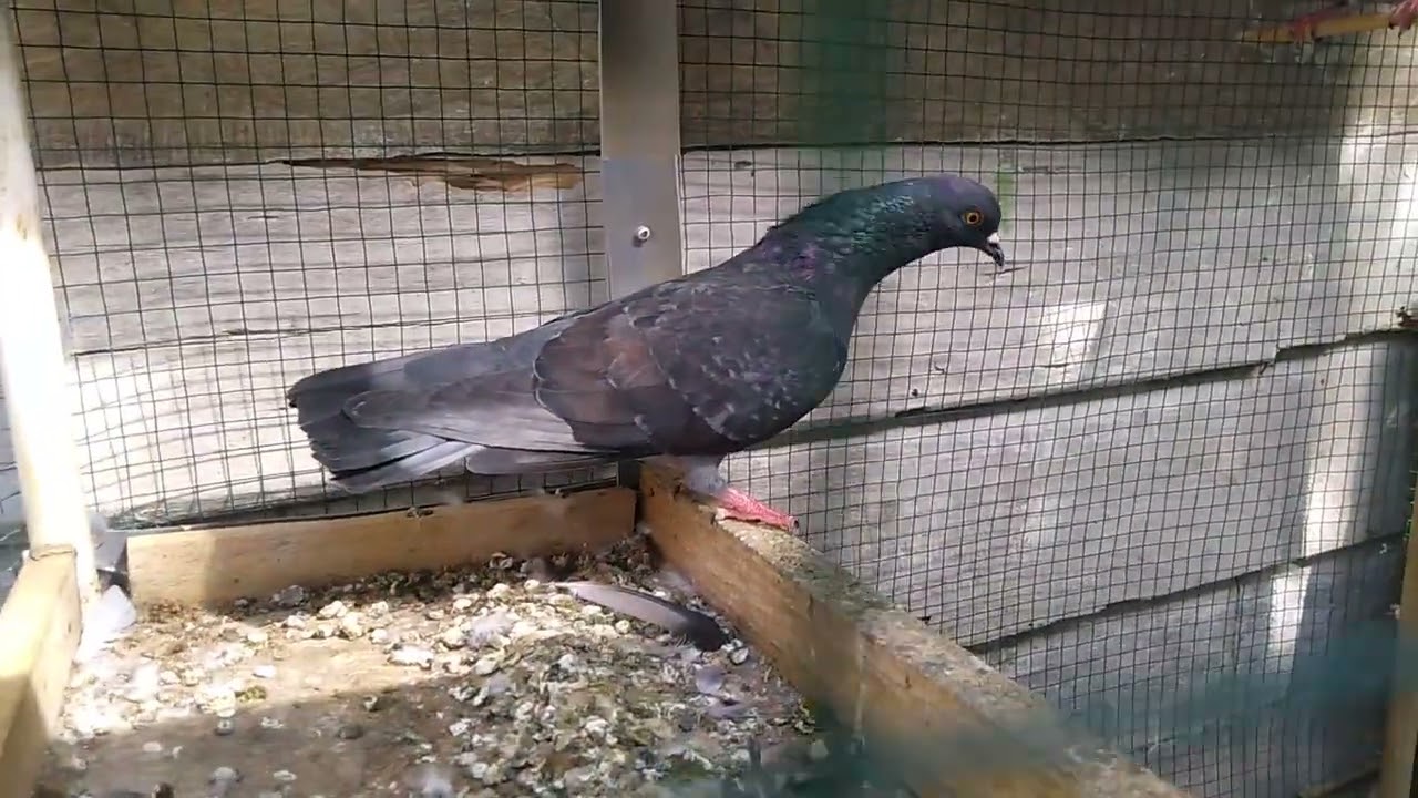 Bird Crossbreeding - Fan pigeons and Under pigeons - Animal Universe  - Animal Bone