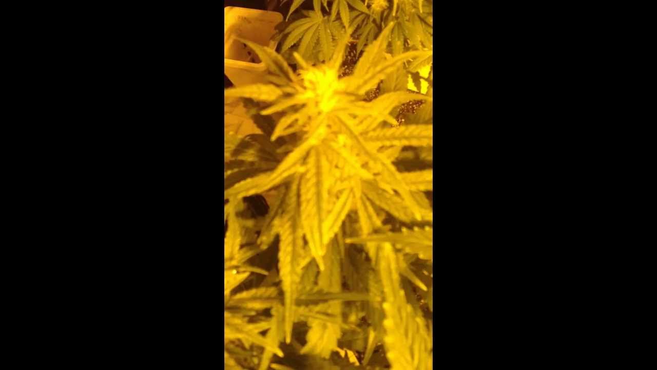 Update,,  8 strain grow from seed to bud