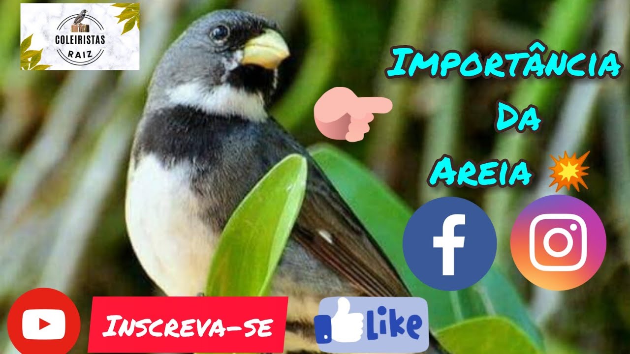 🛑 A IMPORTÂNCIA DA AREIA PARA SEU COLEIRO E PAPA-CAPIM 💥