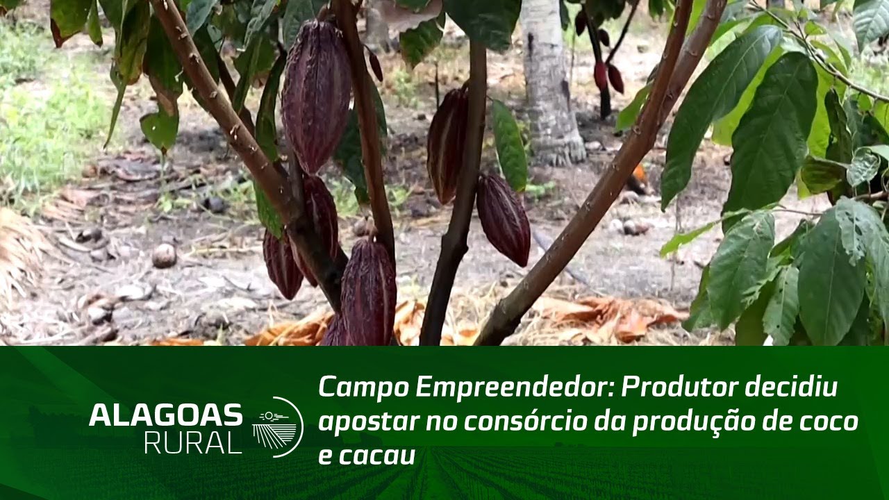 Campo Empreendedor: Produtor decidiu apostar no consórcio da produção de coco e cacau