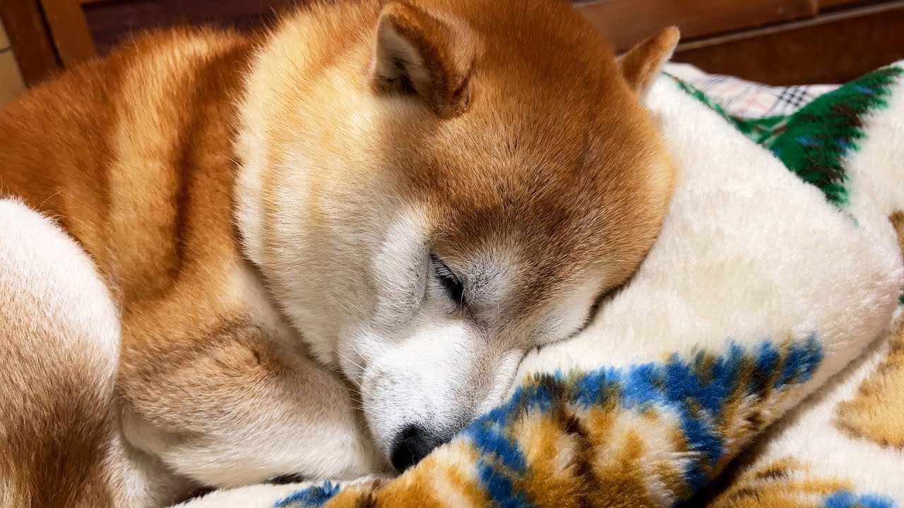 Shibe is reunited with his favorite fluffy bed and sleeps with his face clinging to it. 11th day