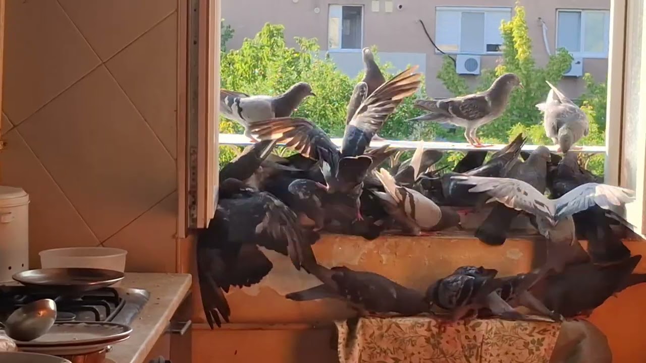 Peaceful Pigeon Moments | Bird Feeding & Nature Sounds