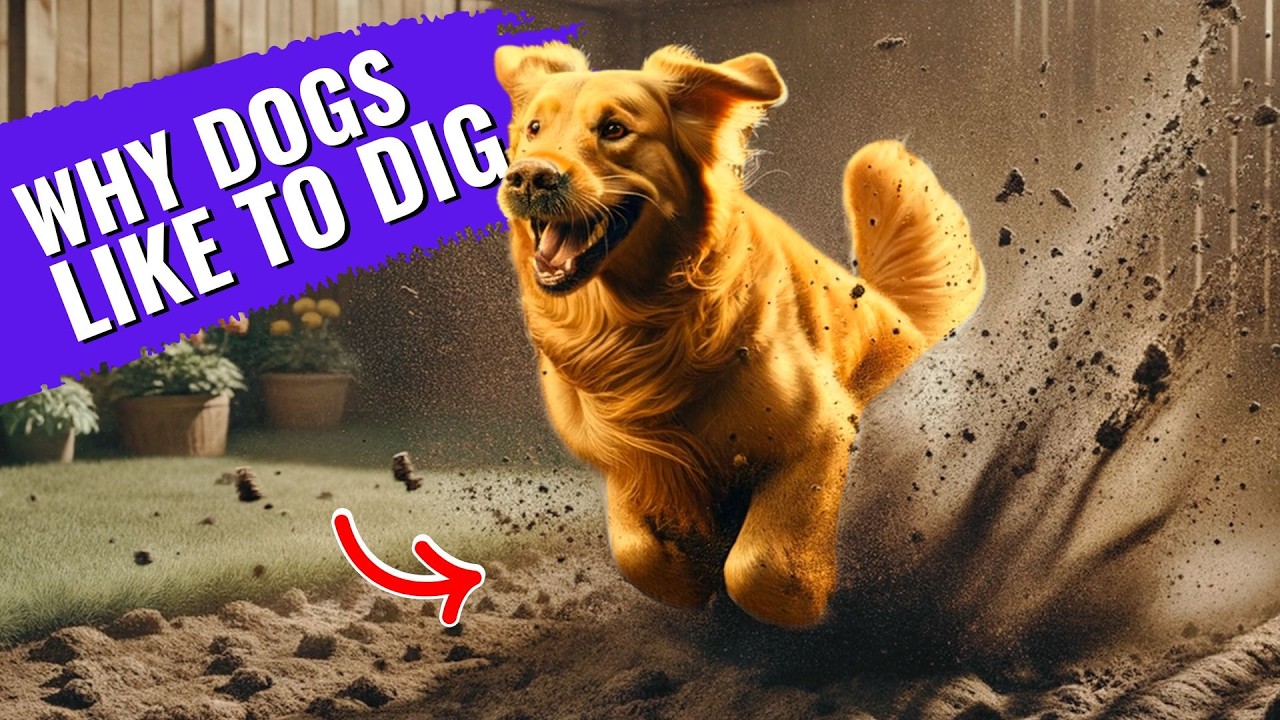 Why DOGS Dig Holes in Your Yard?