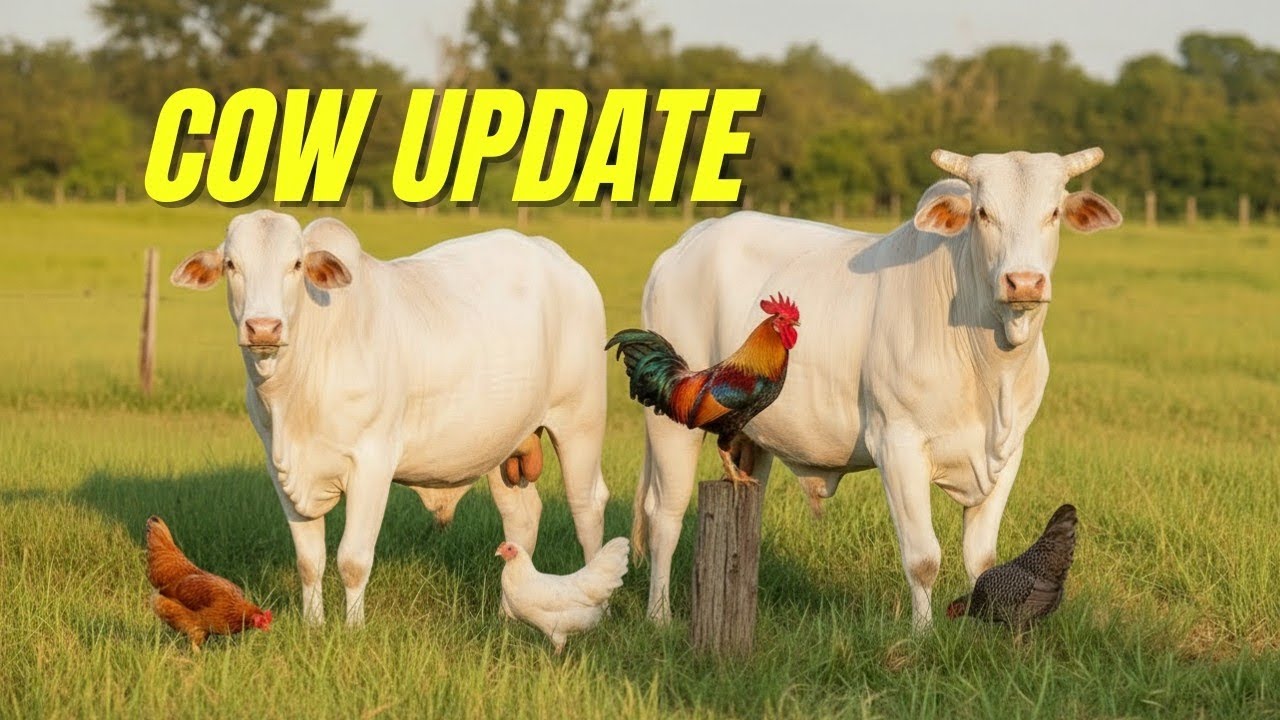 Cow Update 🐄 | Beautiful White Cows, Rooster & Hens | Farm Animals Vlog | 4K