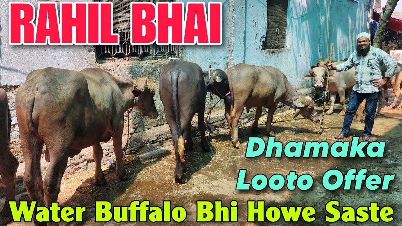 2025 Water Buffalo Bhi Howe Saste At RAHIL BHAI | 2025 Qurbani Dhamaka Offer In Bhiwandi