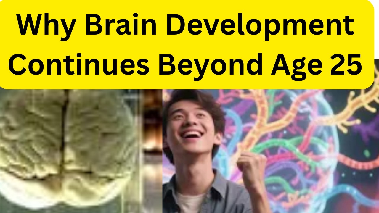 Why Brain Development Continues Beyond Age 25