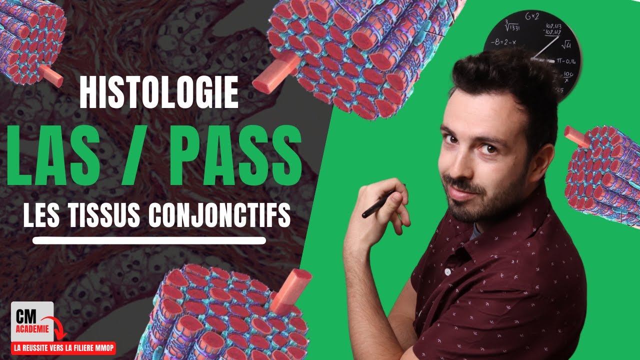 LES TISSUS CONJONCTIFS :  Matrice extra-cellulaire, fibroblastes, fibres de collagène...A RETENIR !
