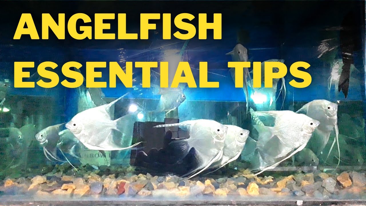 Angel Fish Care Essential Tips for a Healthy Aquarium