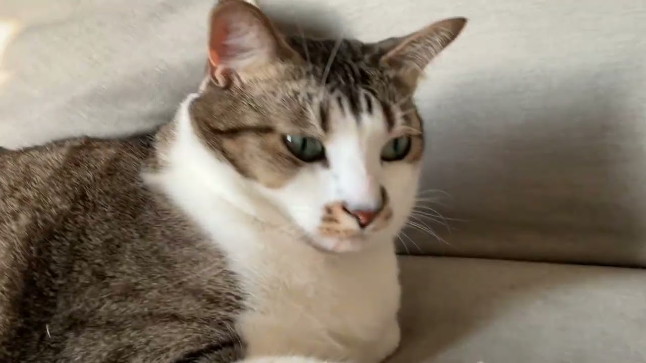 Some of my cats