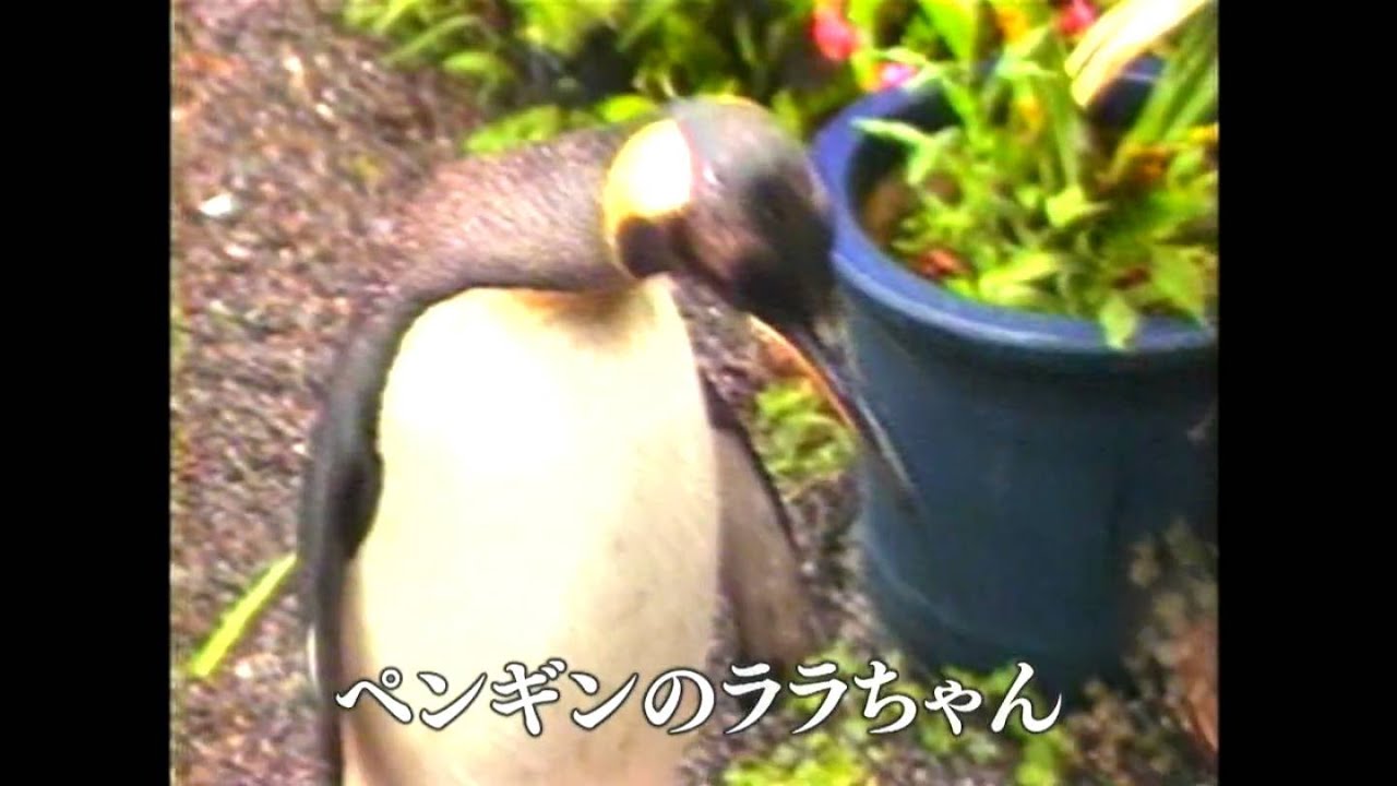 【懐かしの映像】ペンギンのララちゃん　旧志布志町（昭和62年）MBCテレビ『あの日のふるさと』より｜鹿児島県