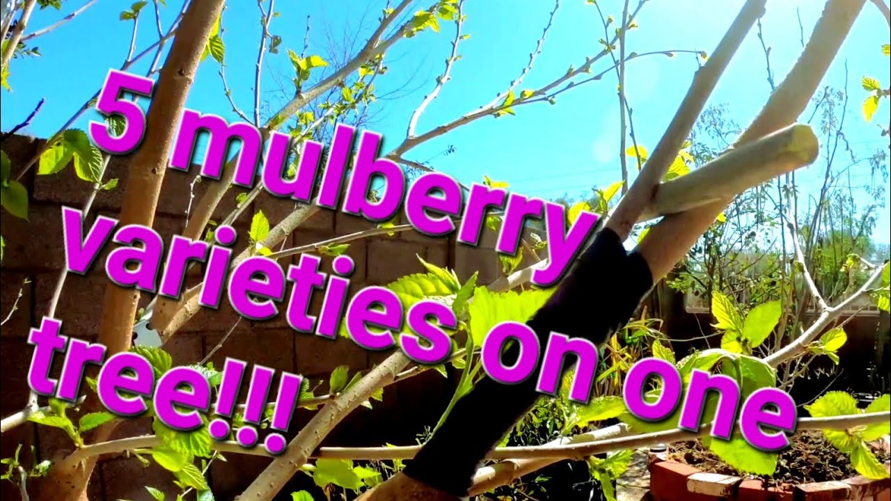 How to bark and bud graft mulberry trees.