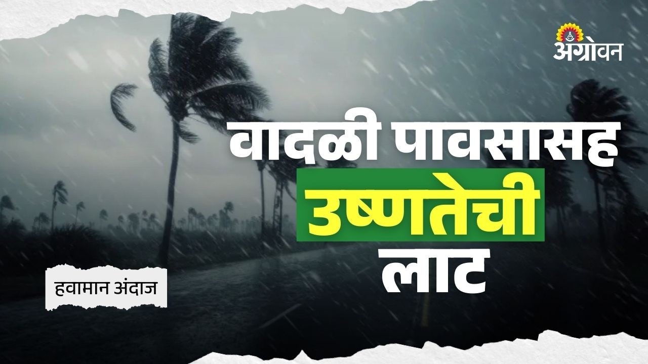 Maharashtra Rain Alert: विदर्भ, मराठवाड्यातील जिल्ह्यांमध्ये पावसाची शक्यता | Agrowon