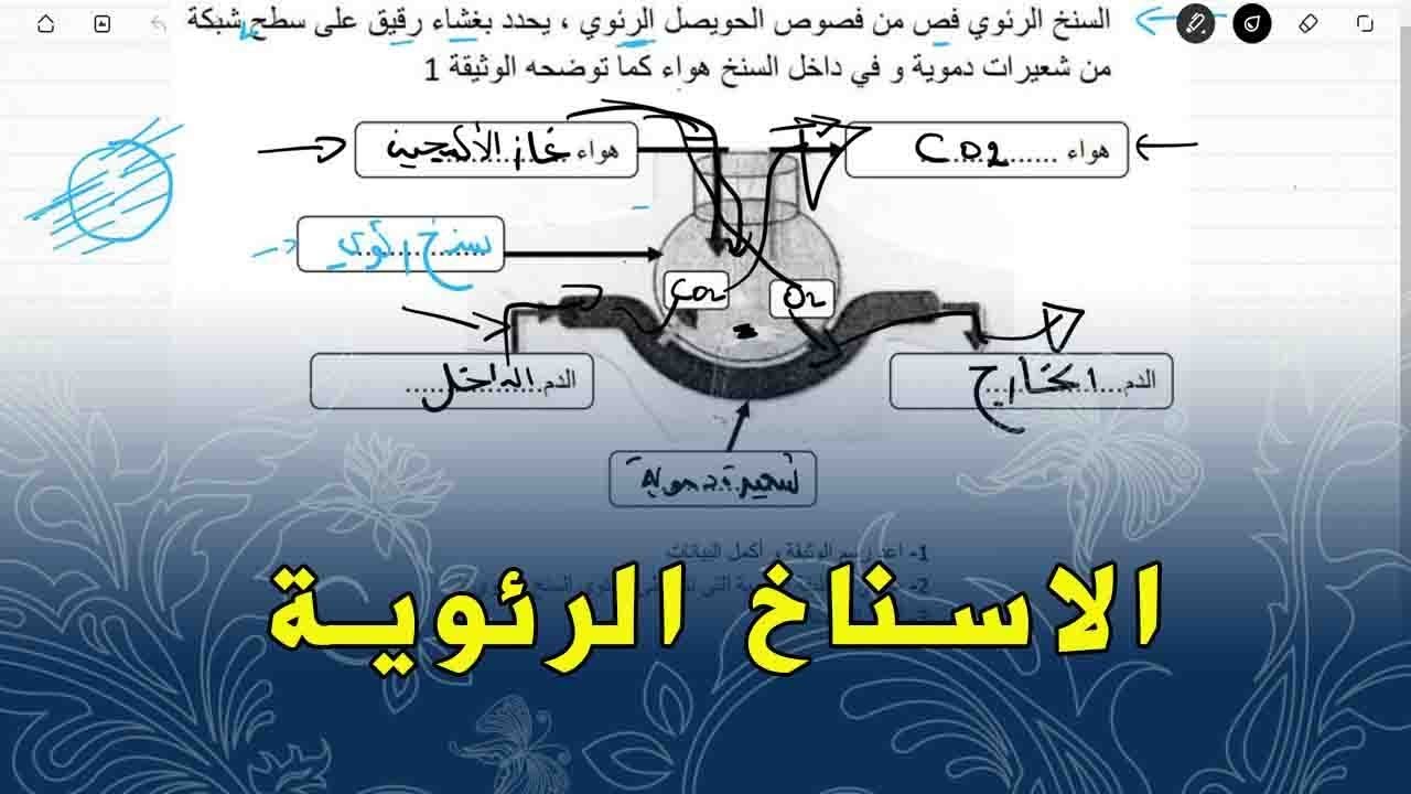 علوم طبيعية اولى متوسط تمرين على التنفس عند الانسان