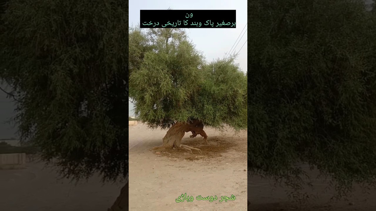 vann tree / ون کا درخت ۔۔۔