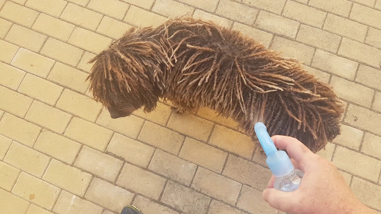 Rastas y eliminación de sub pelo en perro de aguas PDA.