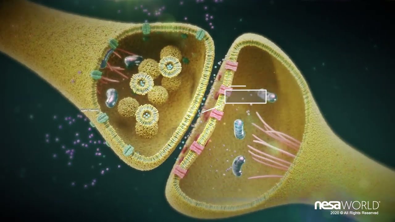 3D(4K) Opis nieinwazyjnej neuromodulacji NESA® 2020 [PL🇵🇱] Polish. Feat. NESA WORLD‍® (4 min)