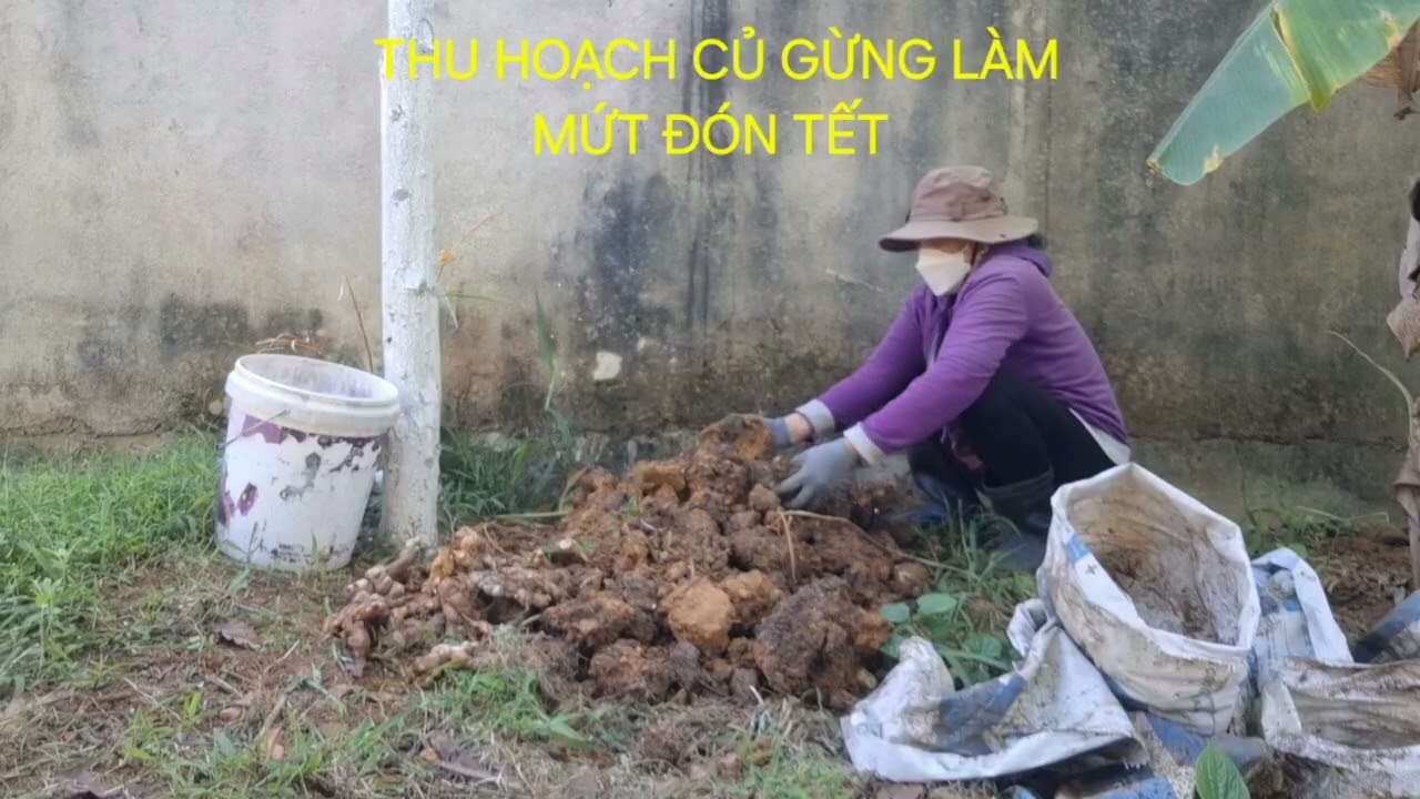 VD : 23 - THU HOẠCH CỦ GỪNG ĐỂ LÀM MỨT ĐÓN TÊT .
