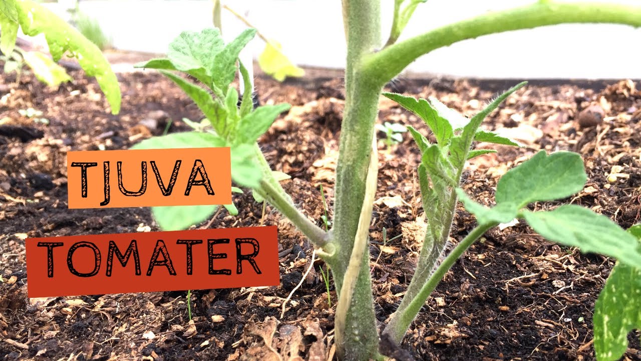 TJUVA TOMATER - Hur och varför ska man tjuva sina tomater? Såhär gör jag.