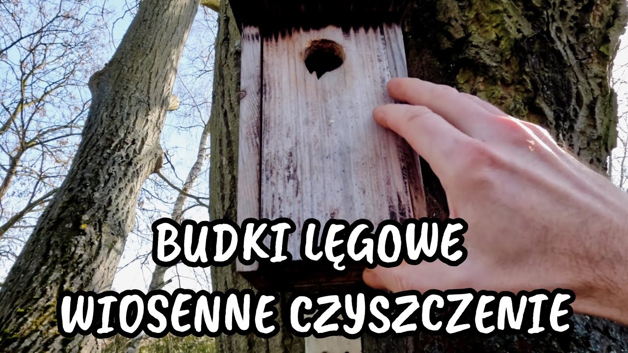 Wiosenne czyszczenie budek lęgowych 🌿 Przygotowanie na powrót ptaków