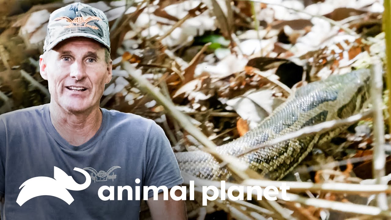 Dusty tenta quebrar o recorde de capturar a maior píton | Caçadores de Pítons | Animal Planet Brasil