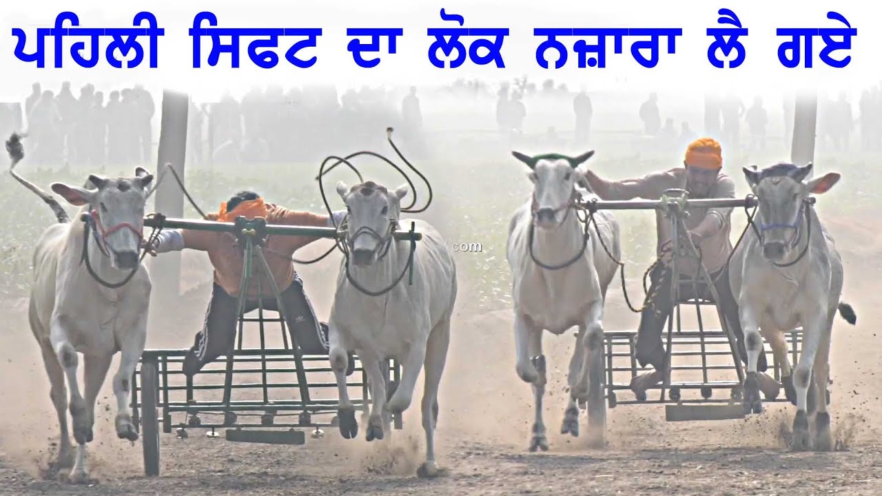 ਪਹਿਲੀ ਸਿਫਟ ਦਾ ਲੋਕ ਨਜ਼ਾਰਾ ਲੈ ਗਏ | ਮੇਲਾ ਦੌਧਰ ਦਾ |  DAUDHAR (Moga) OX RACES 2025