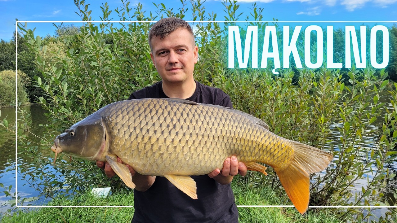 Pełnołuskie złoto - karp idealny🥇 🎣 Łowisko Mąkolno 📍