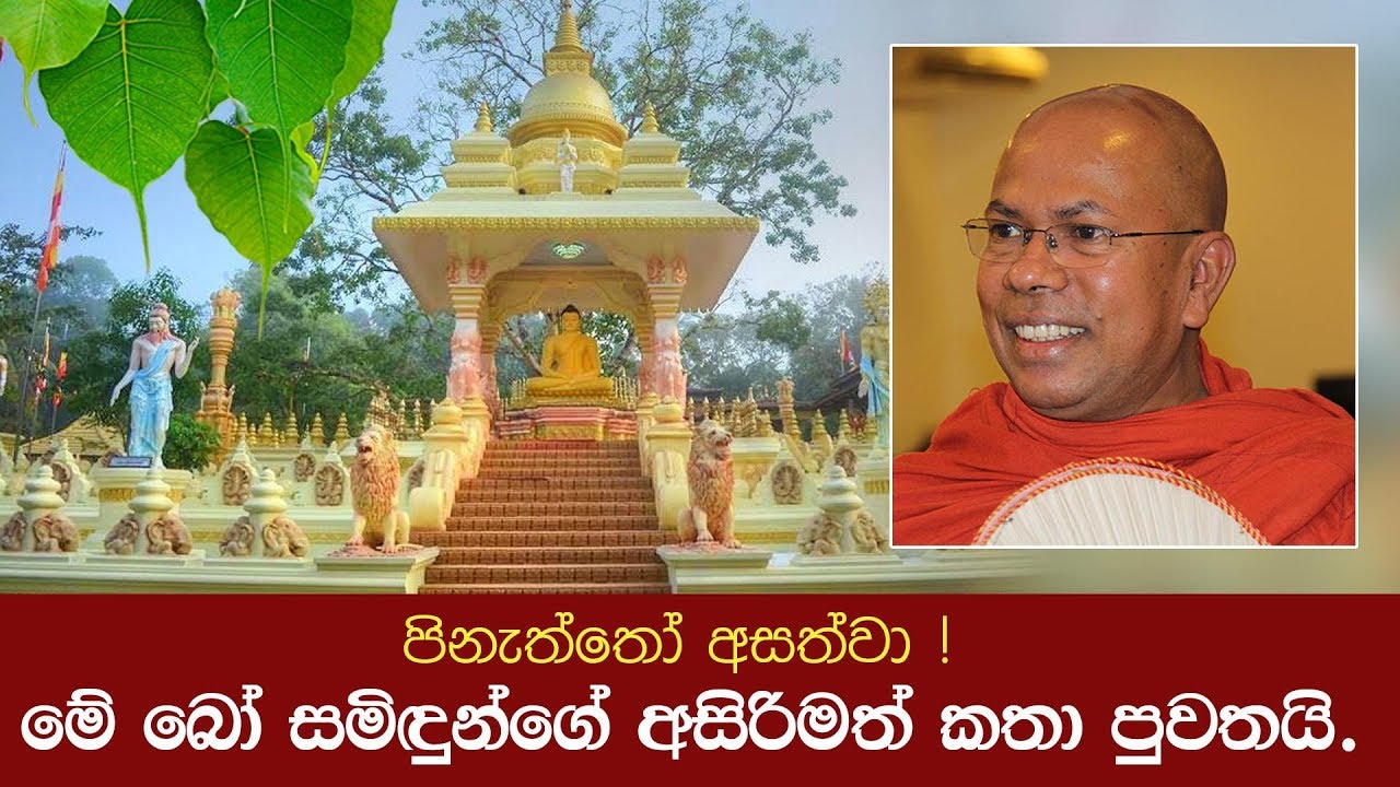පිනැත්තෝ අසත්වා මේ බෝ සමිඳුන්ගේ අසිරිමත් කතා පුවතයි | Shraddha TV