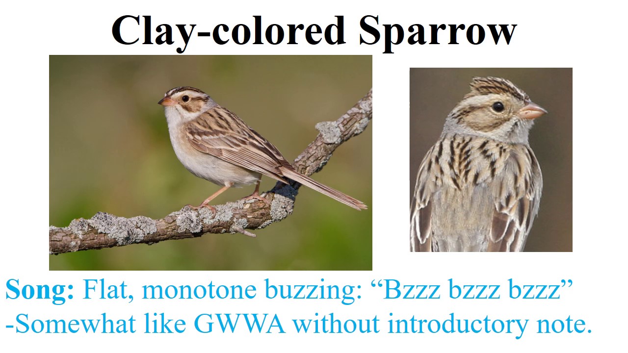 CEAP birds - sparrows
