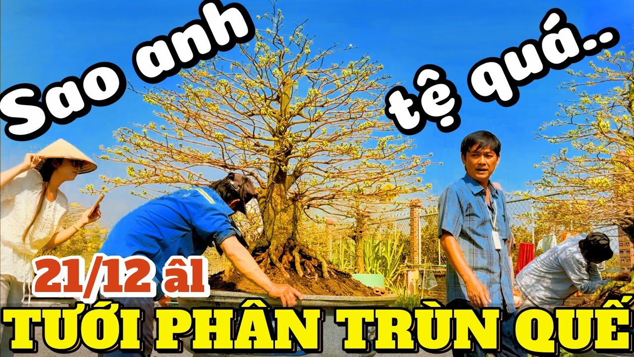 Tưới phân trùn quế đợt cuối 21/12 âl Mạnh Hùng lên tiếng việc cần làm rõ cảnh báo cộng đồng mai vàng