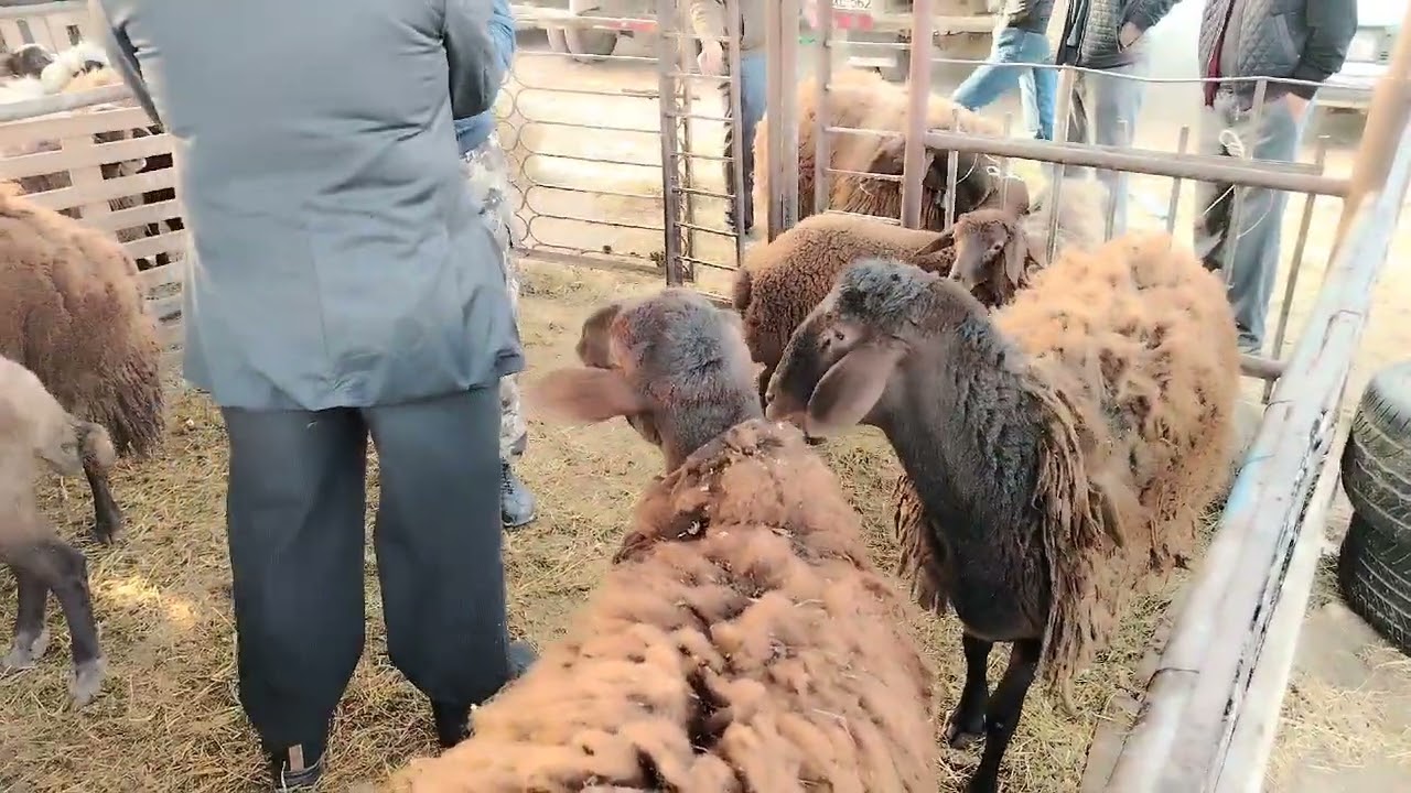 🐑🐐MAŞTAĞA. QOYUN. KEÇİ. BAZARI. 21.04.2024. 🇦🇿