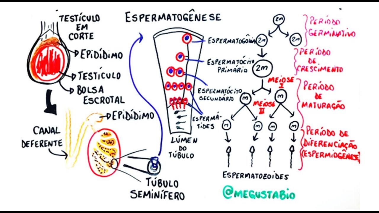 Gametog&ecirc;nese masculina - Resumo Professor Gustavo Schmidt