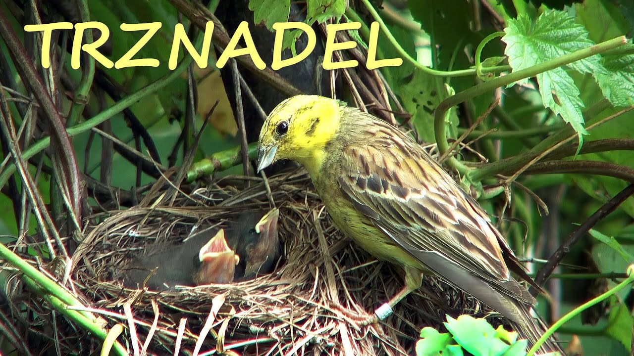 Trznadel Emberiza citrinella - zimą i w sezonie lęgowym