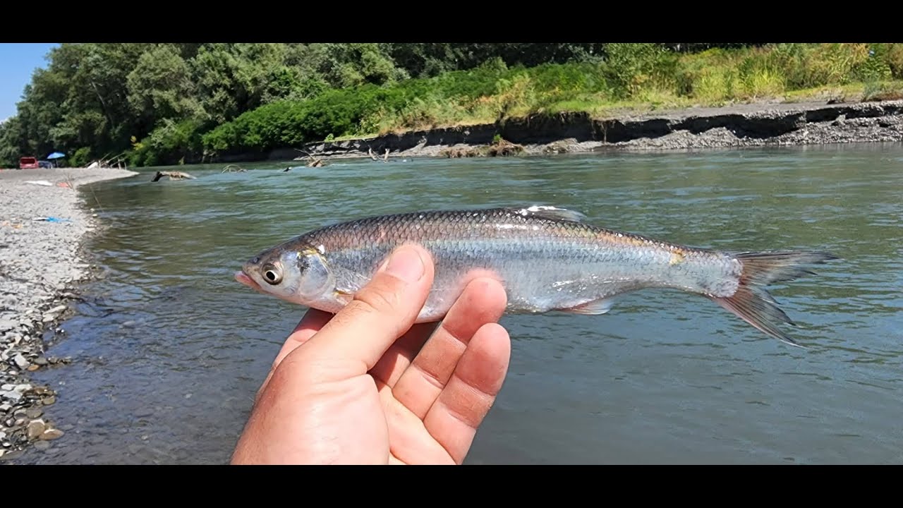 ალაზნის შამაია და სტუმრობა კახეთში 🐠🐟🎣