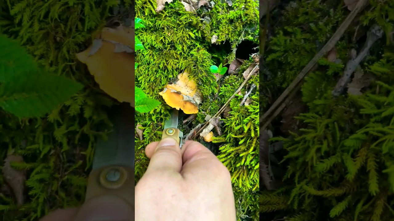 Гриб Лисичка - кладезь витамина С. Грибы России. Cantharellus cibarius. Funghi. Gallinacci. 🍄 🌿