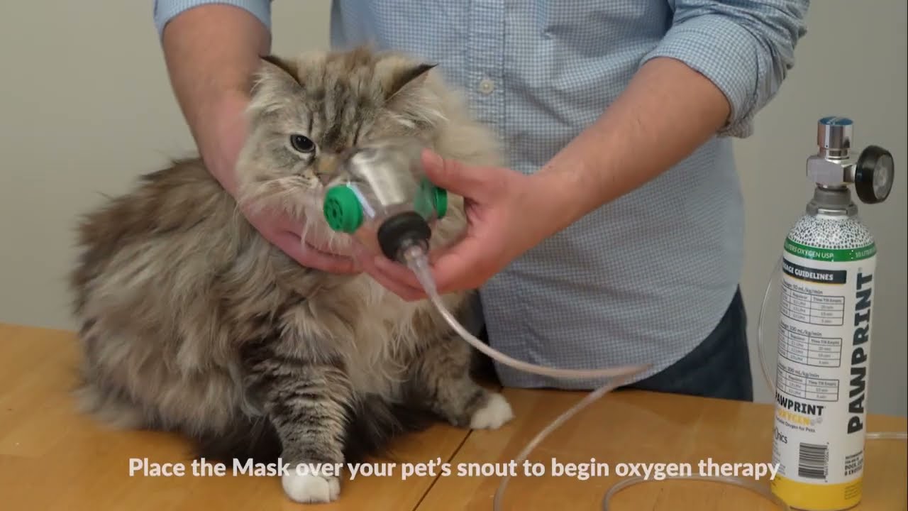 Portable Oxygen Kit for Cats and Small Animals