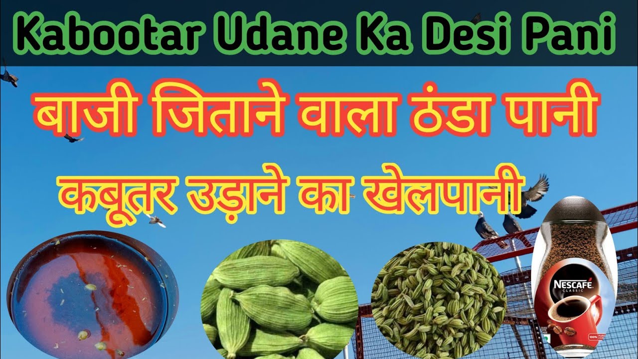 Pigeon Kabootar Udaane ka khel pani || कबूतर को शाम तक उड़ाने का देसी पानी