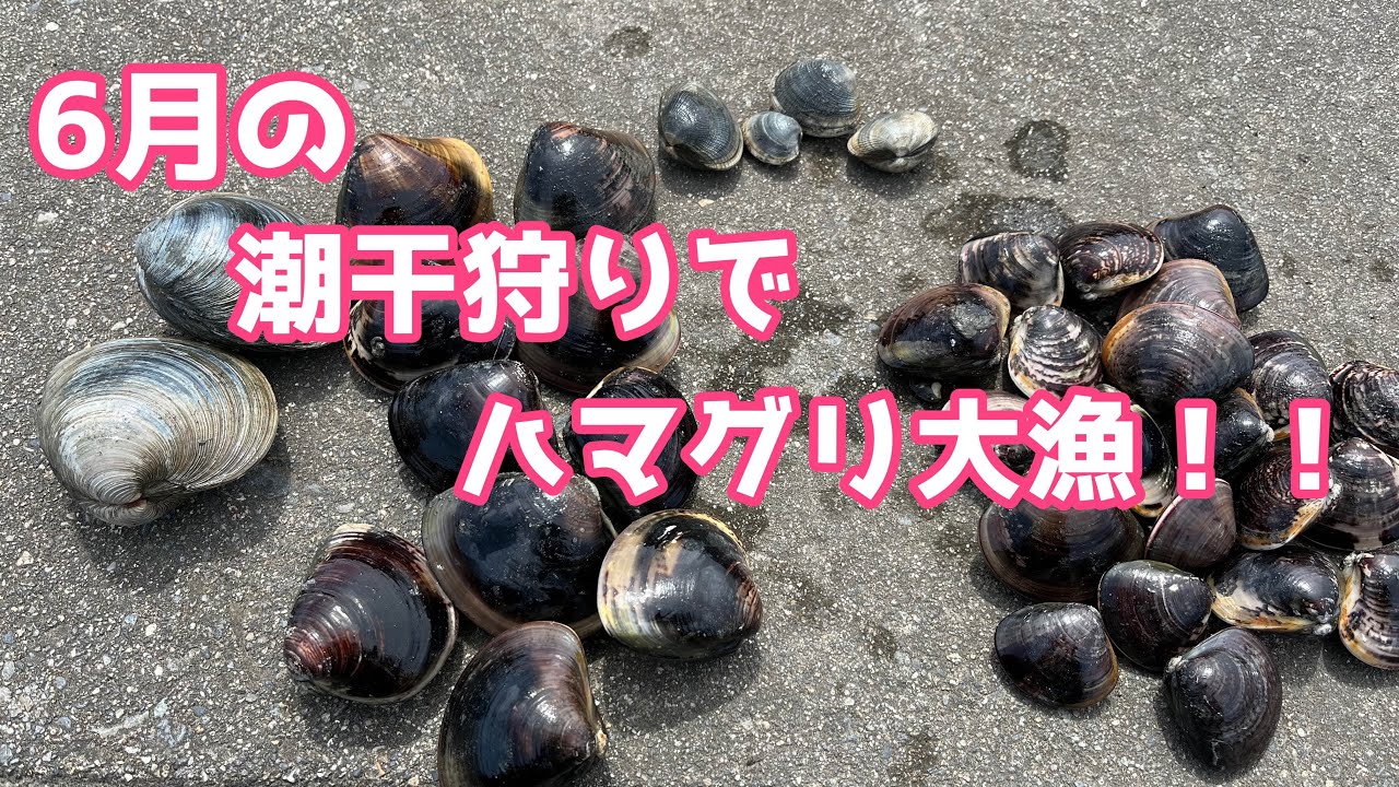 【潮干狩り】自由気ままに女ひとりで潮干狩り！江戸川放水路で採れたものは？【ハマグリ】